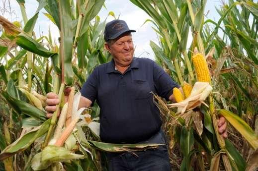 Polní pokusy firmy SYNGENTA na Western Kentucky University 2011 Sezonní sucho těsně před kvetením výrazně sniţuje násadu zrn v klasu.
