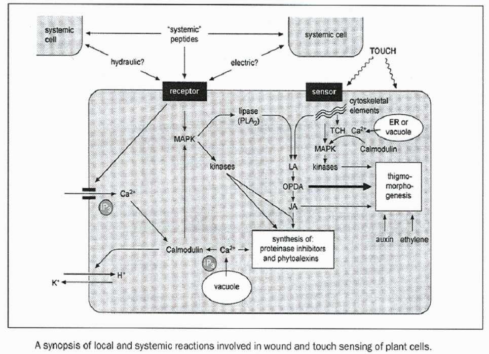 Ochranná role proteinázových inhibitorů a fytoalexinů