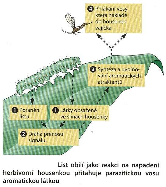 Sofistikovaná ochrana: lákání parazitických predátorů alternativy pro