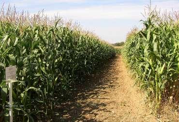 Uvádění GMO do ţivotního prostředí GM kukuřice GA21 (tolerance ke glyfosátu) NK603 (tolerance ke glyfosátu) 98140 (tolerance ke glyfosátu a sulfonylmočovinám) MON810