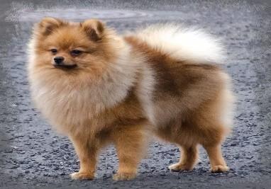BONITACE NIŽBOR 1.4.2017 Pomeranian/Německý špic trpasličí psi IGOR z Tichého háje vlkošedý 24 cm CMKU/NS/14193/