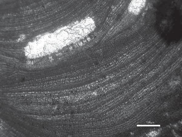 Na analýzu elektrónovým mikroskopom bol použitý Scanning Elektron Microscope JEOL JSM 649 OLV na ÚGV PřF Masarykovej univerzity v Brne.