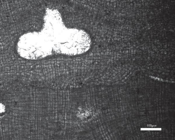 matolithon bol prítomný jediný druh Phymatolithon calcareium (obr. 4). V minulosti bol určený aj Zdražílkovou (1988) ako L. operculatum. Dnes uznávané meno je Phymatolithon calcareium (Basso et al.