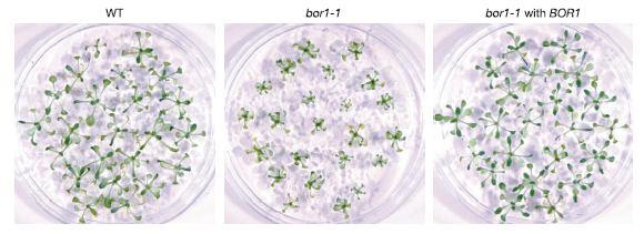 - exprimován v kvasinkách snižoval koncentraci B v buňkách BOR1 je efflux