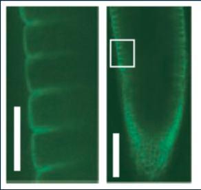 transgenech BOR4 lokalizován na distální straně epiderálních buněk