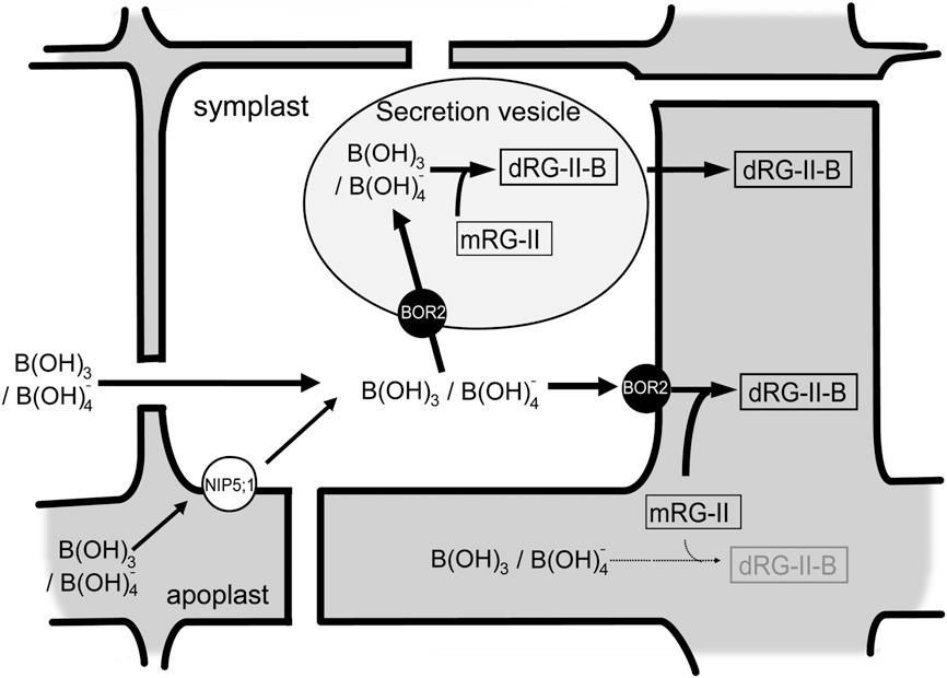 Při nízkých koncentracích B je BOR2 nutný pro transport B ze symplastu