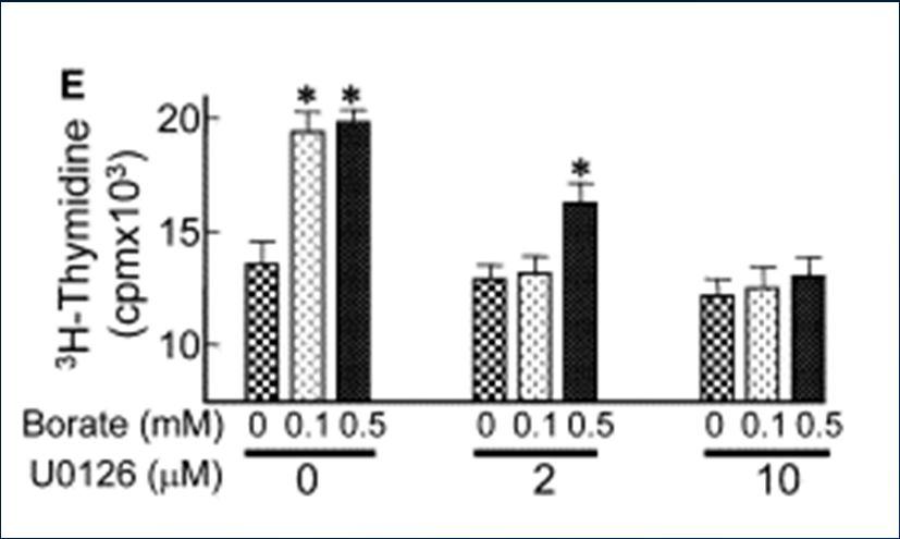 28 37 NaBC1 důležitý v růstu a proliferaci buněk (Human Embryonic Kidney cells) Nízké koncentrace borátu: silná