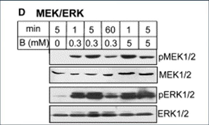 fosforylaci MEK/ERK Specifický inhibitor MAPK U0126 inhibuje stimulační efekt borátu na aktivitu MEK Vypnutí exprese