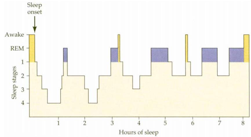 Spánkové cykly Typický průběh spánku 1.stadium NonREM několik minut 2.stadium NonREM 5 až 15 min. 3.