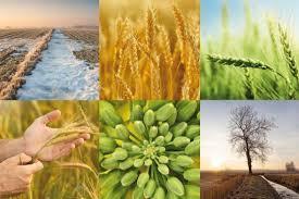 Cíle v oblasti RL péče zachovat zdravé životní prostředí používat pesticidy v rozumné míře a především tam, kde z technických nebo ekonomických důvodů nelze použít jinou metodu ochrany rostlin
