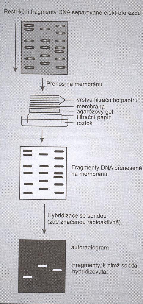 Schéma