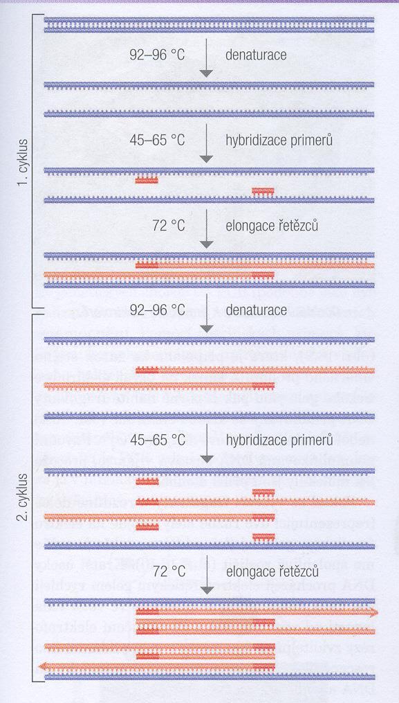3 kroky cyklu a) denaturace DNA (92-96 o C) b) hybridizace