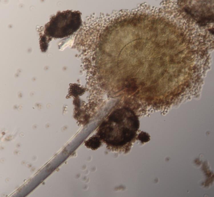 3: Aspergillus niger - líc kolonie na sladinovém agaru pro Penicillium
