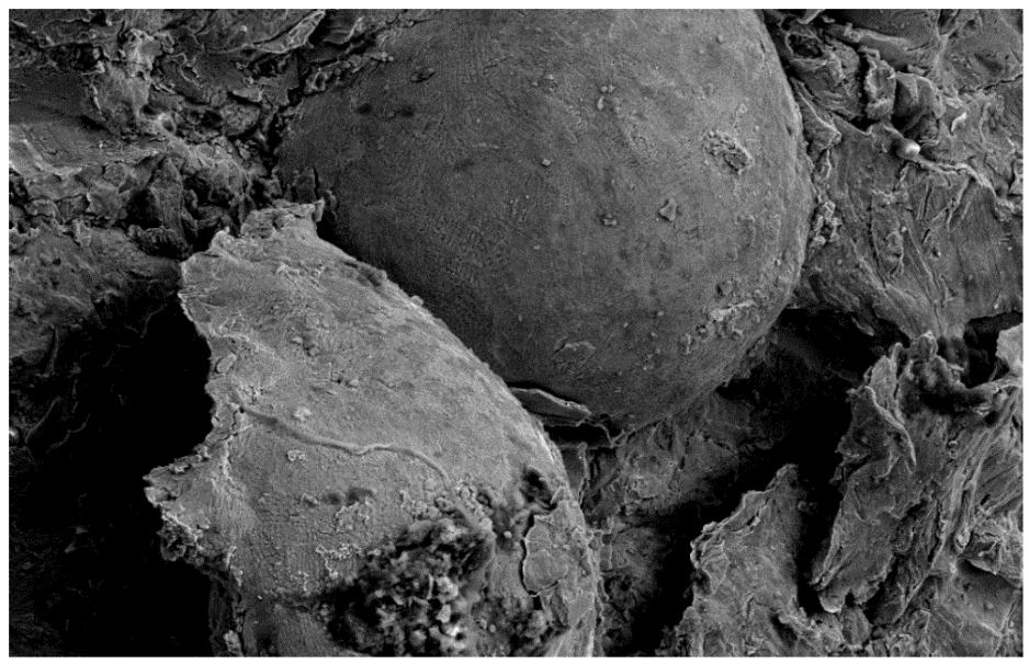 Obrázek 7 - Nenatavená částice slitiny Stellite 6 [8] Obrázek 6 - Částečně natavená částice slitiny Stellite 6 [8] Všechny tyto uvedené poruchy ve struktuře mohou vypovídat o tom, o jak kvalitní