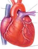 10. KREVNÍ TLAK V nemocnici měřili dospělým pacientům krevní tlak. Měří se horní tlak krve při stahu srdce (vyšší číslo červeně) a dolní tlak krve při uvolnění srdečního svalu (nižší číslo modře).