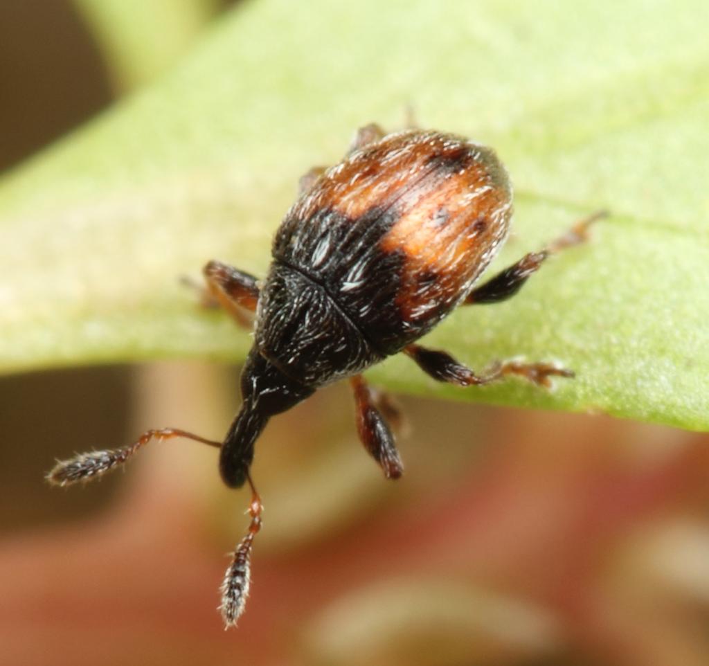 Západočeské entomologické listy (2017), 8: 71 75 ISSN 1804-3062 Poznámky k výskytu několika druhů nosatců (Coleoptera: Curculionoidea) v České republice Filip Trnka 1, Jiří Krátký 2 & Robert Stejskal
