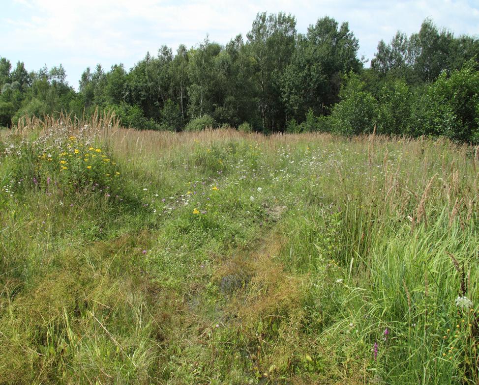 Obr. 2. Lokalita Mrsklesy biotop Nanophyes globulus a Pelenomus olssoni. Foto: F. Trnka. Fig. 2. Locality Mrsklesy habitat of Nanophyes globulus and Pelenomus olssoni. Photo: F. Trnka. nepotvrdil.