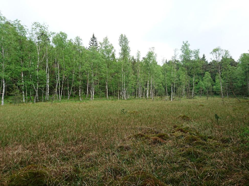 (2010) uvádí druh recentně z Moravy, ovšem k tomuto údaji chyběl konkrétní dokladový materiál (S. Benedikt & K. Schön, pers. comm.). Monofágní druh s vazbou na kalužník šruchový (Peplis portula), larvy se vyvíjejí v plodech (Gønget 1997).