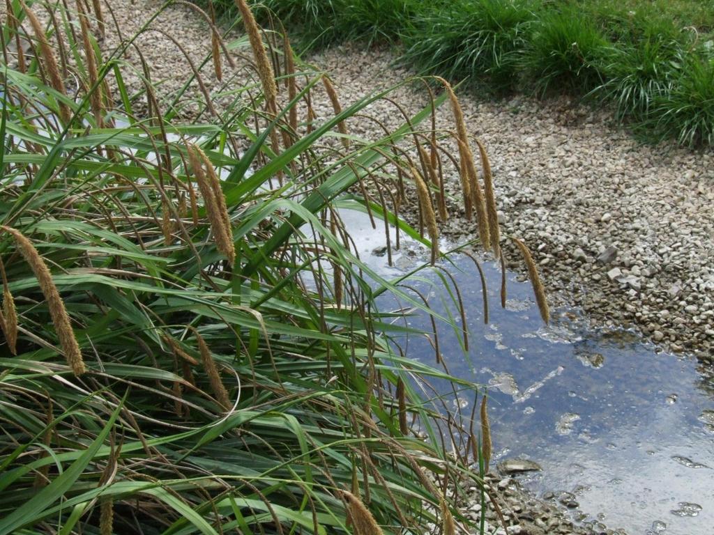 Terénní floristika část IV Jak lze využít