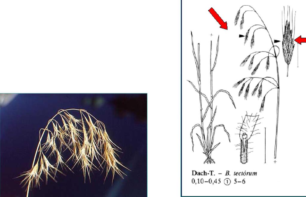 Anisantha tectorum (L.) Nevski sveřep (sveřepec) střešní Stébla pod latou pýřitá. Lata hustá, jednostranná.