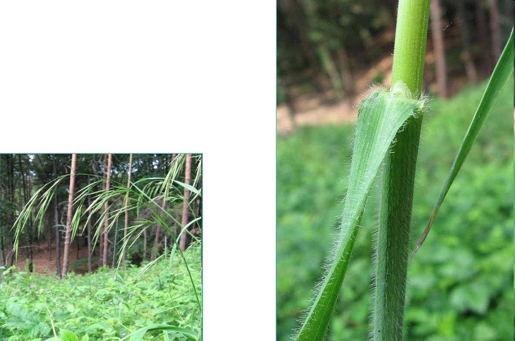 Bromopsis benekenii (Lange) Holub sveřep (kostřavice) Benekenův Lata řídká, převislá, osiny 1-3 cm dlouhé.