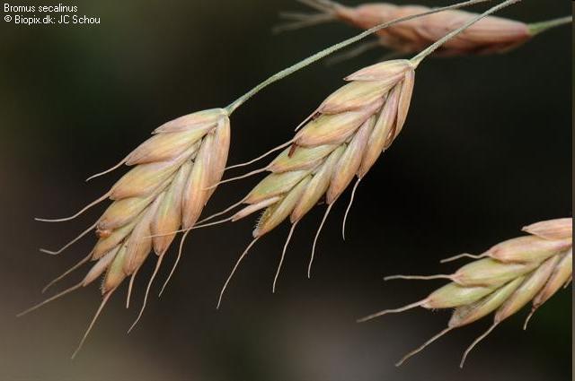 Bromus secalinus L.