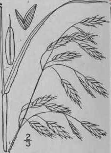 Bromus racemosus L.