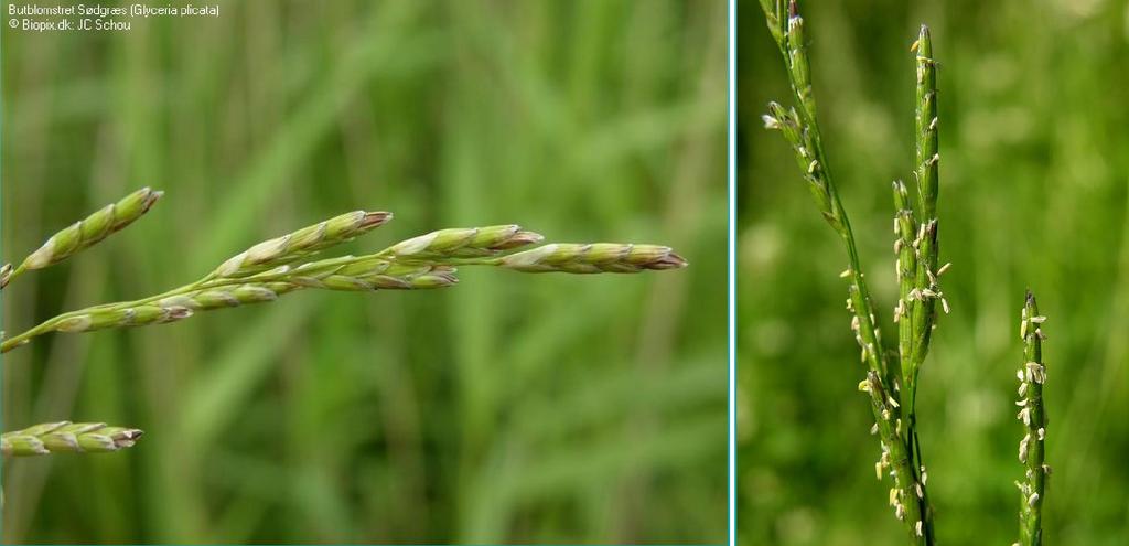 Glyceria notata Chevall. zblochan řasnatý Klásky delší jak 10 mm. Listové pochvy dvouřízně smáčklé.