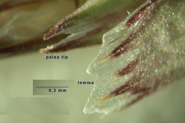 Glyceria declinata Bréb. zblochan zoubkatý Klásky delší jak 12 mm. Listové pochvy dvouřízně smáčklé. Pluchy 4-5 mm dlouhé, na vrcholu s 3-5 zřetelnými ostrými zuby.