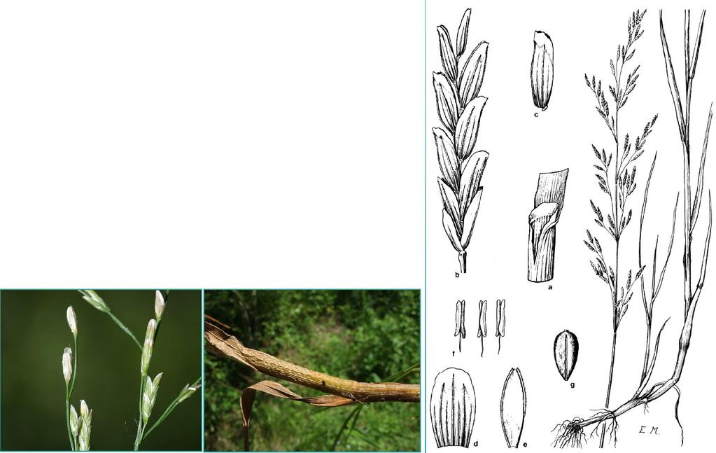 Glyceria nemoralis (Uechtr.) Uechtr. & Körnicke zblochan hajní Klásky delší jak 10 mm. Listové pochvy dvouřízně smáčklé.