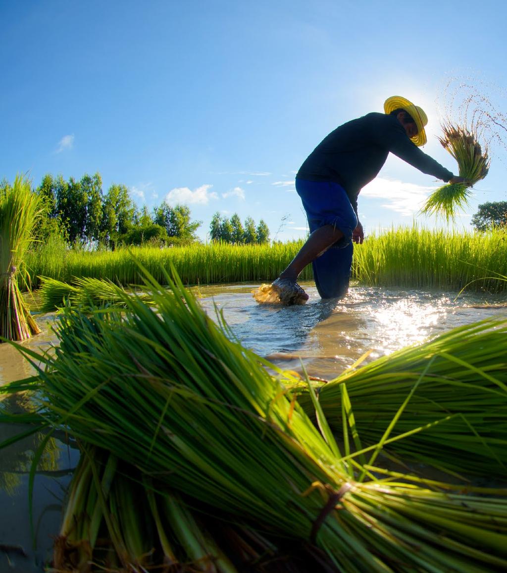 cestování Pět elementů vietnamské kuchyně Připravila Tatiana Urbanová, foto shutterstock Vietnamské jídlo je u nás stále populárnější a pro dobré fobo už