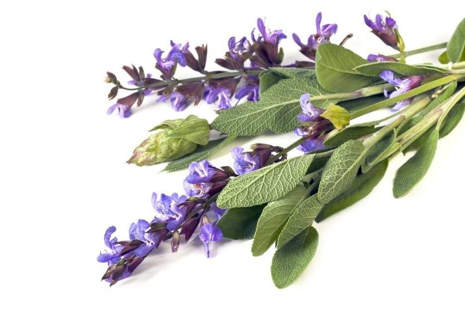 Tabulka 1: Chemické struktury látek mátové silice menthol menthon limonen menthofuran O OH O menthyl-acetát cineol pulegon karvon CH 3 CH 3 O O O O O H 3 C CH 3 H 3 C CH 2 2.1.2 Šalvěj lékařská (Salvia officinalis) Šalvěj lékařská je silně aromatická rostlina rovněž z čeledi hluchavkovitých.