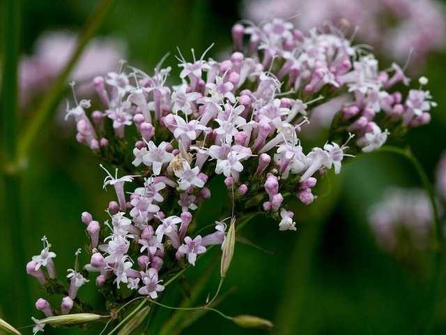 2.1.5 Kozlík lékařský (Valeriana officinalis) Kozlík lékařský je vytrvalá bylina a řadí se mezi rostliny z čeledi kozlíkovitých.