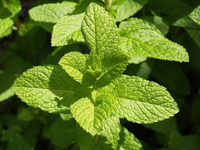 2 TEORETICKÁ ČÁST 2.1 Vybrané byliny 2.1.1 Máta peprná (Mentha piperita) Máta peprná je léčivá bylina z čeledi hluchavkovitých. Je 30 až 90 cm vysoká s přímou lodyhou, která se nahoře větví.
