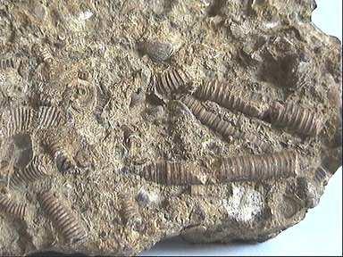 Přehled organogenních sedimentů Organo(bio)genní/organo(bio)detritický vápence - chemické složení
