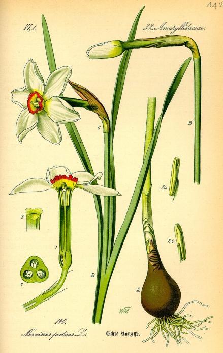 2.2. arcissus poeticus arcissus poeticus - arcis bílý je rostlinou rodu arcissus z čeledi Amarillidaceae (amarylkovité). Rod arcissus patří mezi nejznámější cibuloviny vůbec.