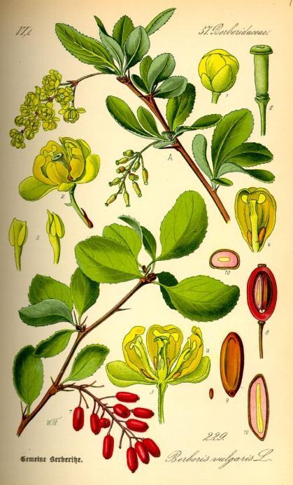 2. Teoretická část 2.1. Berberis vulgaris L. Berberis vulgaris L. - Dřišťál obecný je rostlinou rodu Berberis z čeledi Berberidaceae (dřišťálovité). Je jediným domácím druhem dřišťálu v ČR.