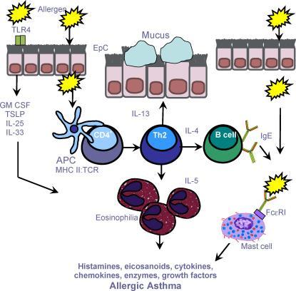 APC, antigen-presenting cell; EpC, epithelial cell; GM-CSF, granulocyte monocyte colony stimulating factor; MHC, major histocompatibility; TCR, T cell receptor; TSLP, thymic stromal lymphopoietin