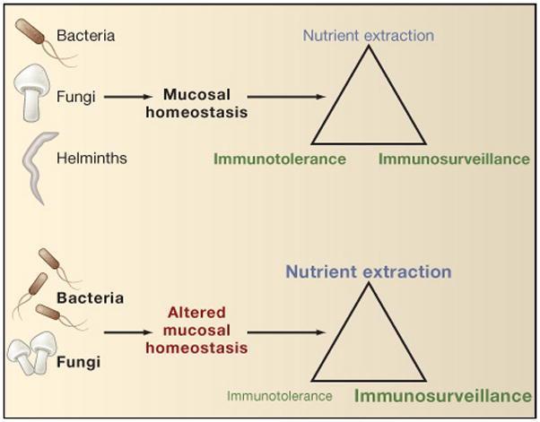 The loss of universal helminth infection as occurred in earlier human evolution may alter the numbers or types of bacterial and fungal commensals and thus affect normal mucosal tissue homeostasis.