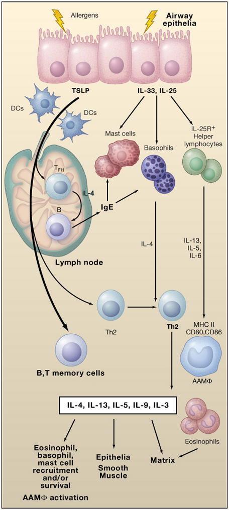 Iniciace alergické imunity je spuštěna interakcí alergenů s epiteliálními buňkami, což má za následek uvolnění cytokinů TSLP ( thymic stromal lymphopoietin ), IL-33 a IL-25.
