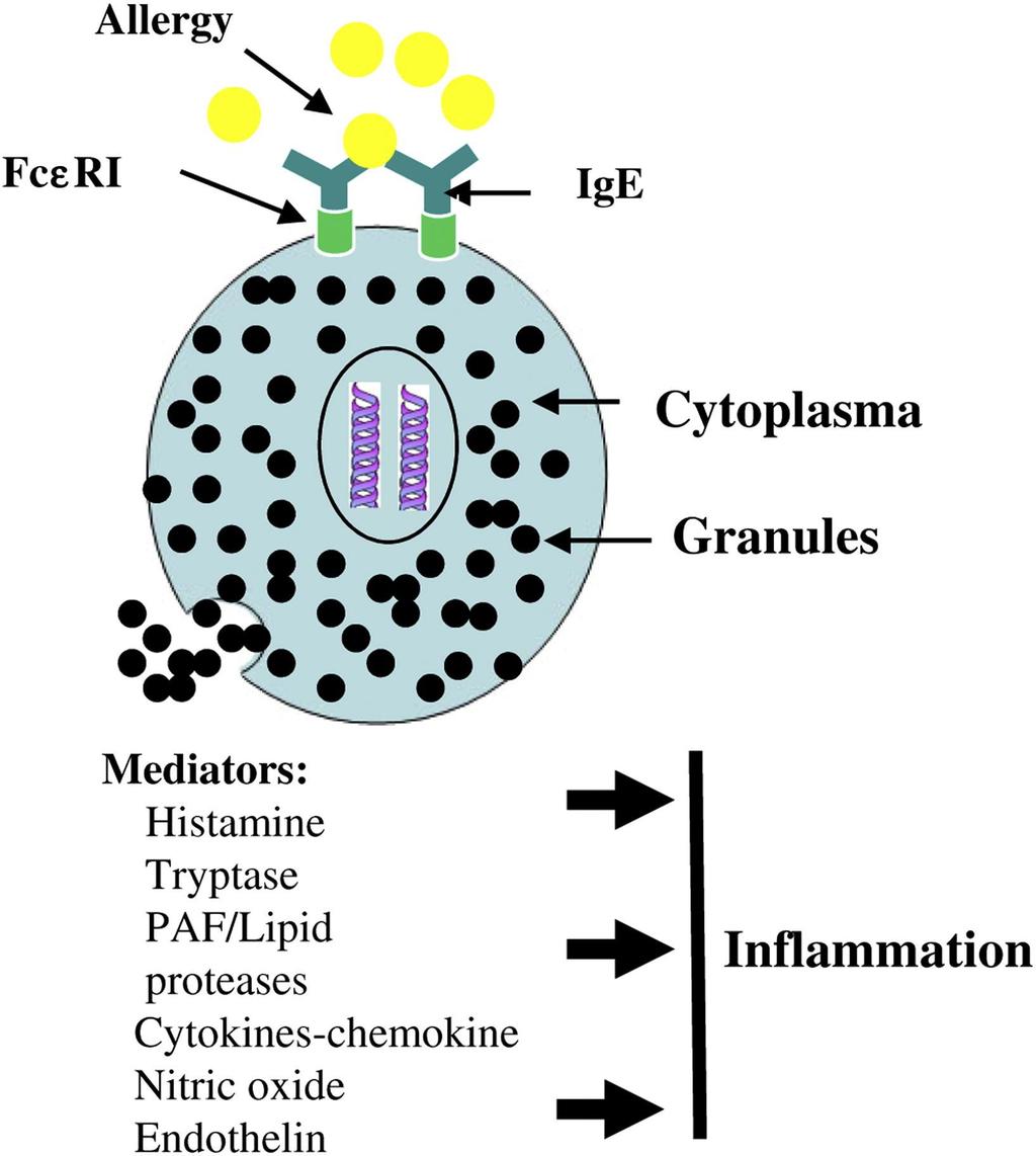 Mastocyty s IgE uvolňují granula a mocné chemické