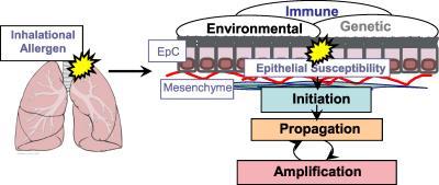 Interakce genů a prostředí v patogeneze astmatu Key: EpC, epithelial cell.