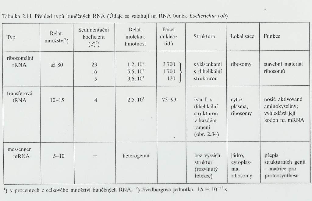 Typy RNA