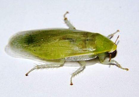 Panchlora
