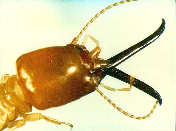 ISOPTERA