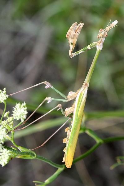 Empusa