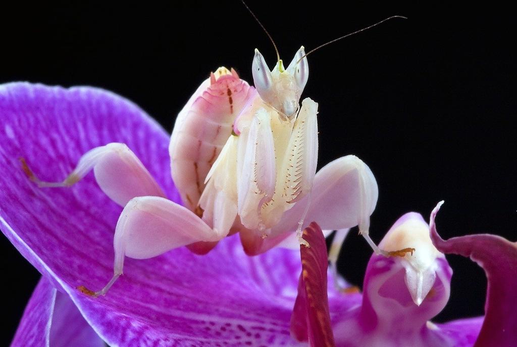 The orchid mantis