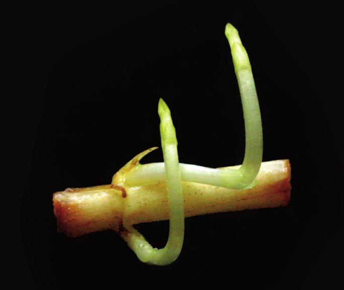 LISTY CUKROVARNICKÉ a ŘEPAŘSKÉ Regenerace čistce bahenního (Stachys palustris L.), významného plevele řepy cukrové REGENERATION OF MARSH WOUNDWORT (STACHYS PALUSTRIS L.