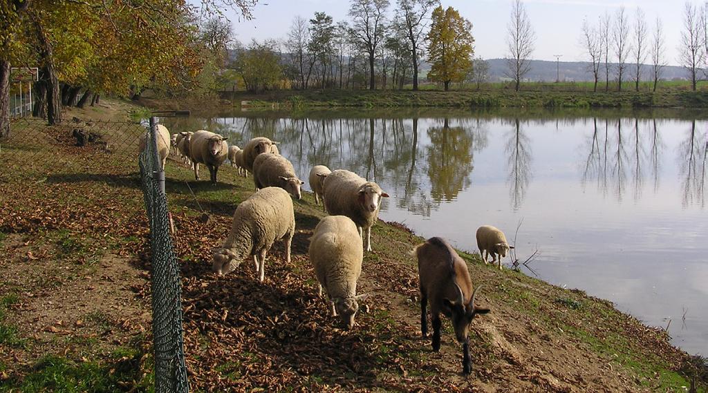 Spolupráce se zemědělskou farmou Občanské sdružení POMOC dlouhodobě spolupracuje se farmou Dvůr Čihovice.