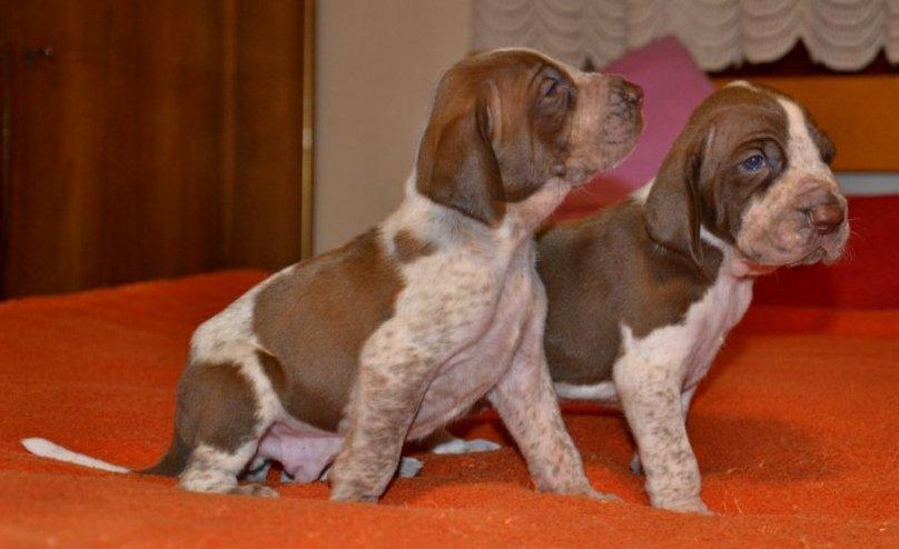Zpráva poradce plemen italský ohař a spinone za rok 2012 Rok 2012 je již minulostí.